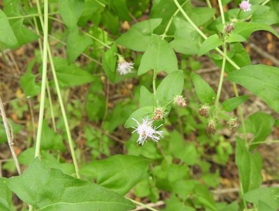 Chromolaena sagittata, photographed by Francisco Farriols Sarabia