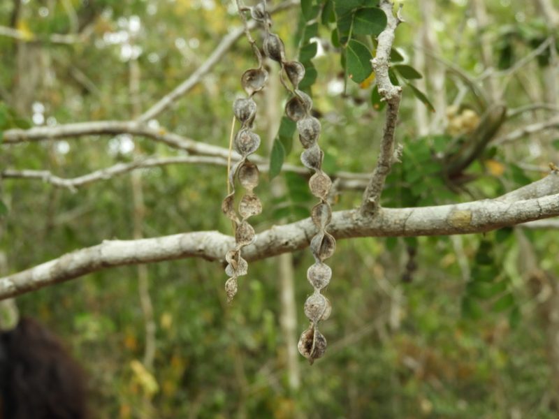 Pityrocarpa obliqua, photographed by Francisco Farriols Sarabia
