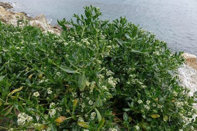 Lepidium crassum, photographed by John Barkla