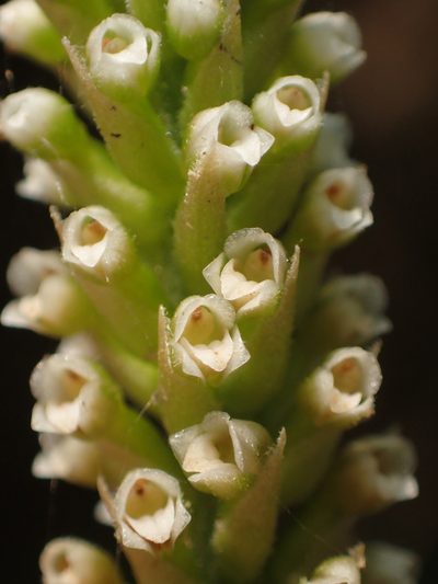 Goodyera procera, photographed by 葉子
