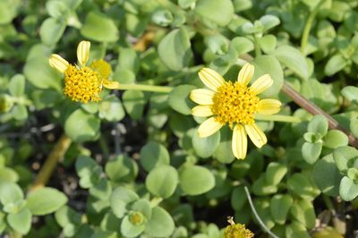 Melanthera integrifolia, photographed by David Anderson