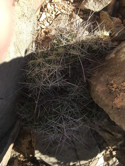 Pelecyphora macromeris, photographed by Cecelia Alexander
