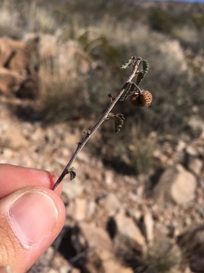 Ayenia microphylla, photographed by Cecelia Alexander