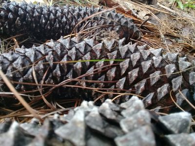 Pinus devoniana, photographed by Dayan Romero