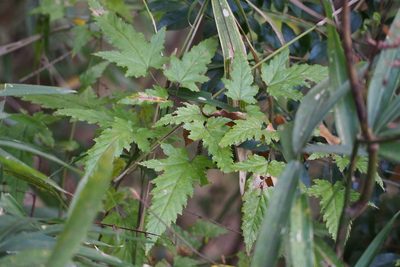 Rubus palmatus, photographed by harum.koh