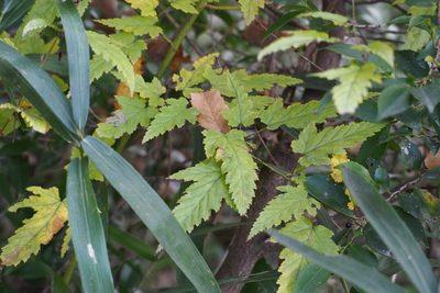 Rubus palmatus, photographed by harum.koh