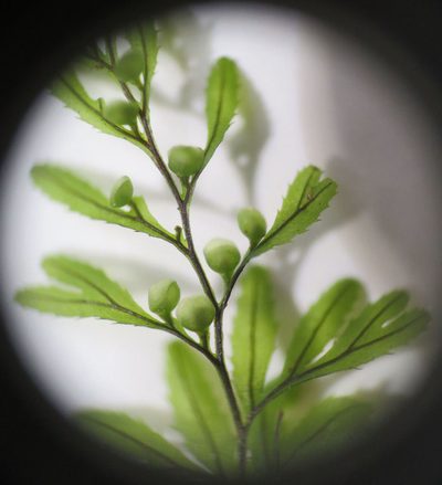 Hymenophyllum peltatum, photographed by Alice Shanks