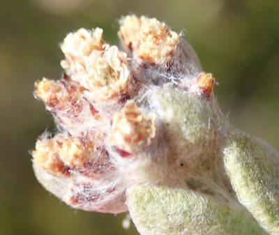 Helichrysum rotundifolium, photographed by Nicola van Berkel