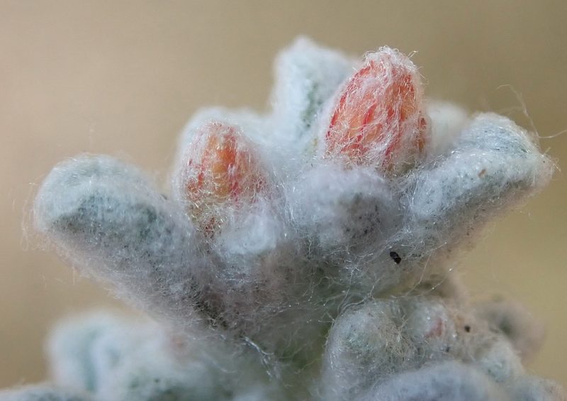 Helichrysum zwartbergense, photographed by Nicola van Berkel