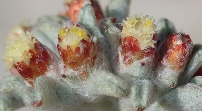 Helichrysum zwartbergense, photographed by Nicola van Berkel