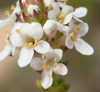 Selago karooica, photographed by Nicola van Berkel