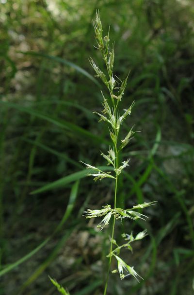 Koeleria lepida, photographed by Alice Shanks