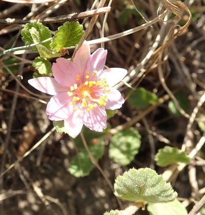 Grewia hispida, photographed by Peter Warren