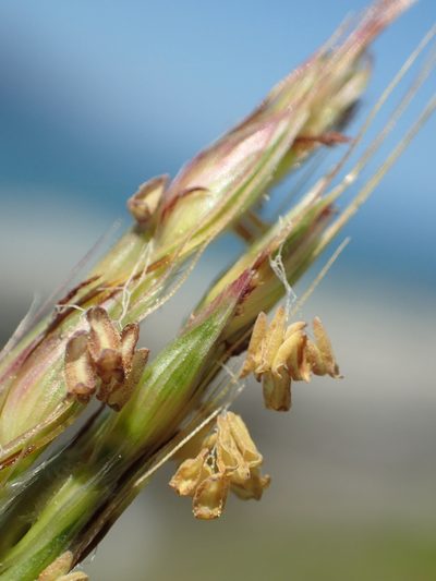Ischaemum setaceum, photographed by 葉子