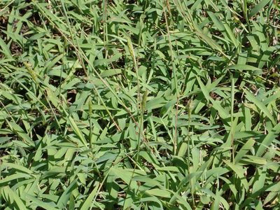Ischaemum setaceum, photographed by 葉子