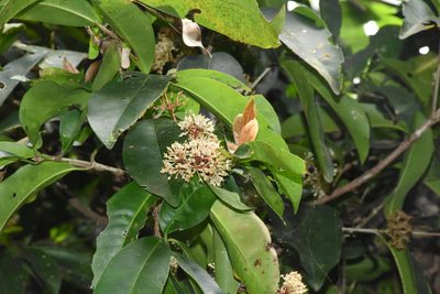 Ixora brachiata, photographed by deepachandran