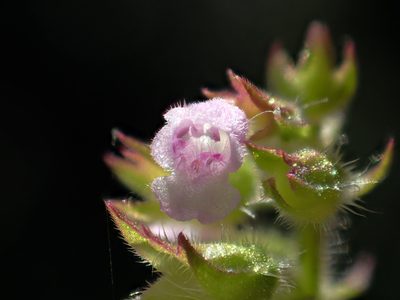 Mosla scabra, photographed by 葉子