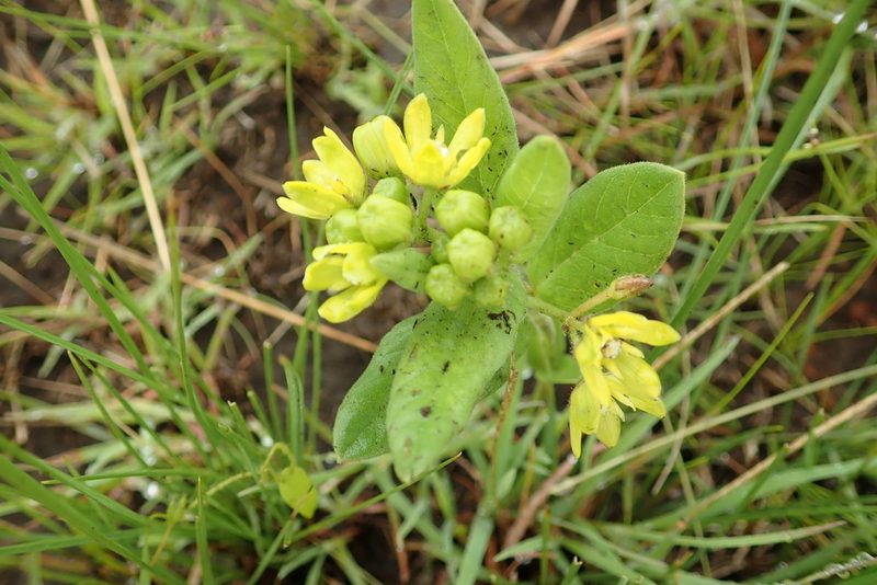 Schizoglossum flavum, photographed by Peter Warren