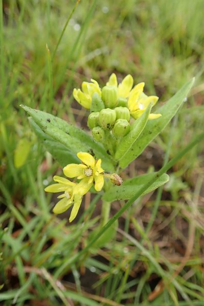 Schizoglossum flavum, photographed by Peter Warren
