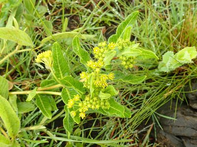 Xysmalobium tysonianum, photographed by Peter Warren