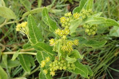Xysmalobium tysonianum, photographed by Peter Warren