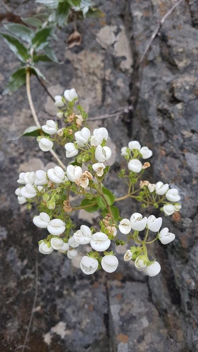 Calceolaria nitida, photographed by Javier Conejeros Gastó
