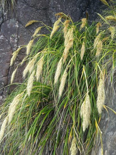 Chionochloa bromoides, photographed by Peter de Lange