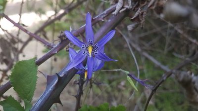 Conanthera bifolia, photographed by Javier Conejeros Gastó