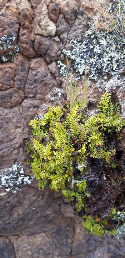 Elaphoglossum furcatum, photographed by purperlibel