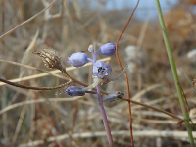 Muscari parviflorum, photographed by Daniel Cahen