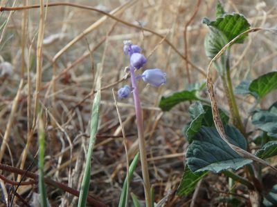 Muscari parviflorum, photographed by Daniel Cahen