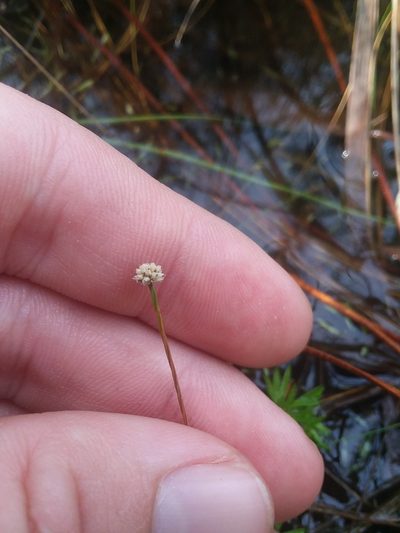 Paepalanthus digynus, photographed by Will McFarland