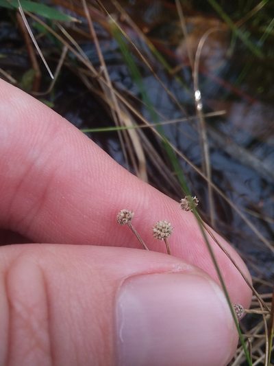 Paepalanthus digynus, photographed by Will McFarland