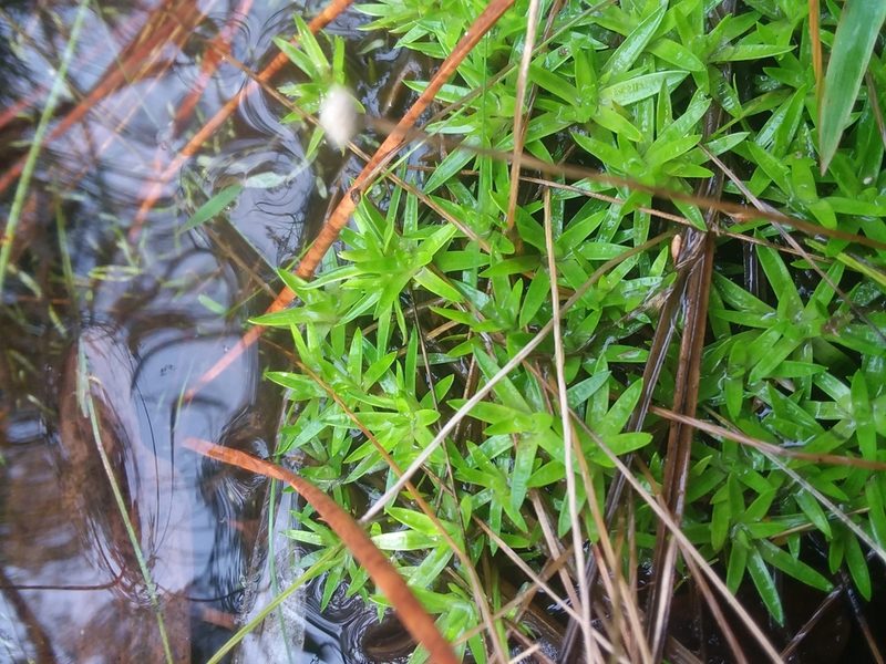 Paepalanthus digynus, photographed by Will McFarland