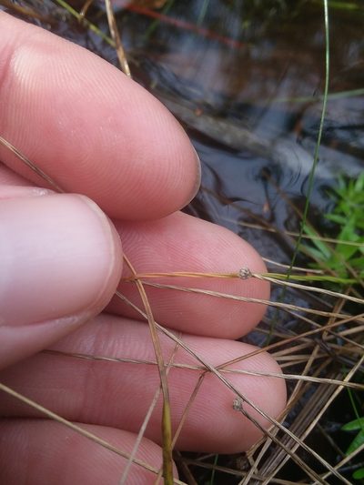Paepalanthus digynus, photographed by Will McFarland