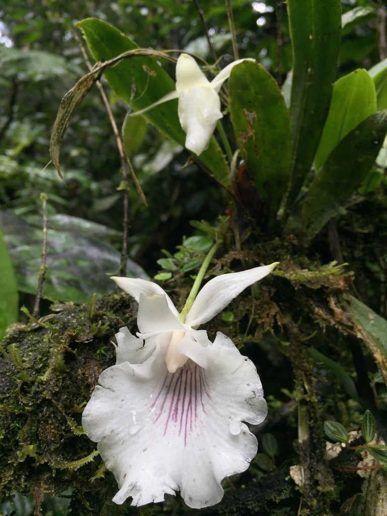 Warczewiczella amazonica, photographed by Diego F. Cisneros-Heredia
