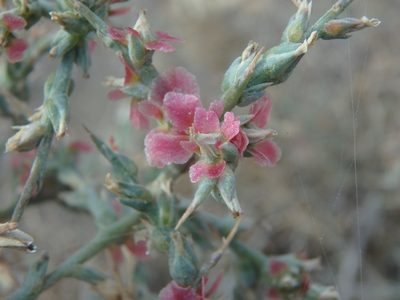 Noaea mucronata, photographed by Daniel Cahen