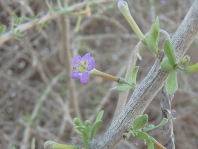 Lycium schweinfurthii, photographed by Daniel Cahen