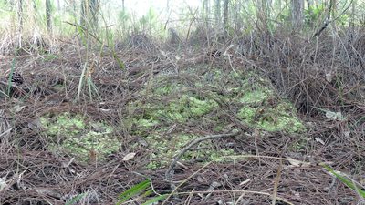 Sphagnum strictum, photographed by Valerie Anderson