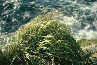 Chionochloa bromoides, photographed by Peter de Lange