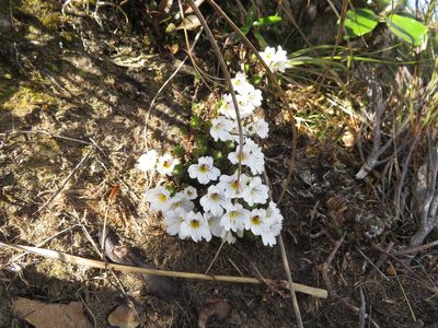 Euphrasia drucei, photographed by William Brockelsby