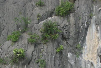 Cycas tropophylla, photographed by Eric Knight