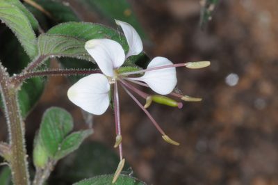 Cleome cordobensis, photographed by aacocucci