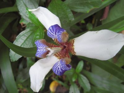 Trimezia candida, photographed by Eric Knight
