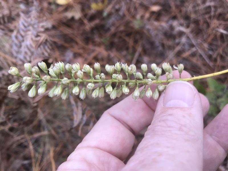 Tofieldia glabra, photographed by Alan Weakley