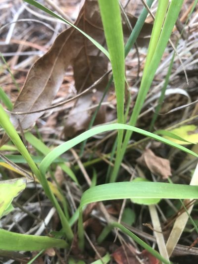 Tofieldia glabra, photographed by Alan Weakley