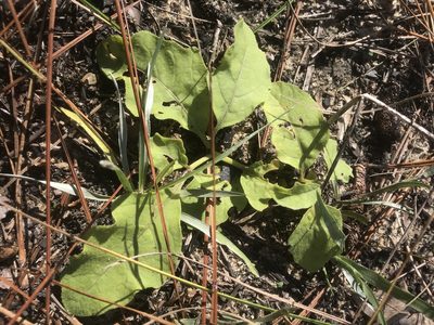 Physalis lanceolata, photographed by Alan Weakley