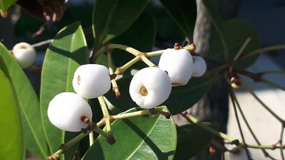 Syzygium zeylanicum, photographed by Ong Jyh Seng
