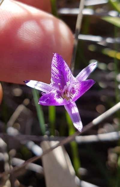 Thysanotus juncifolius, photographed by Vale Jenny Conolly