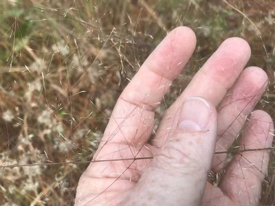 Muhlenbergia expansa, photographed by Alan Weakley